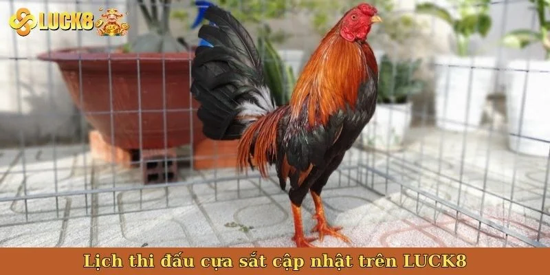 lich-thi-dau-cua-sat-cap-nhat-tren-luck8